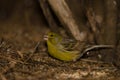 Atlantic canary eating seeds on the ground. Royalty Free Stock Photo