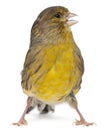 Atlantic Canary, Serinus canaria, 2 years old