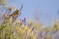 Atlantic canary eating seeds of a lavender. Royalty Free Stock Photo