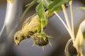 Atlantic canary Serinus canaria On Sunflower Seedhead Royalty Free Stock Photo