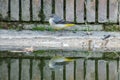 The Atlantic canary Serinus canaria