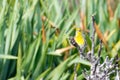 An Atlantic Canary Serinus canaria perched on a branch singing while looking at the camera on the island of Madeira