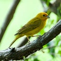 Atlantic Canary. A small Brazilian wild bird.