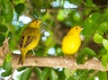 Atlantic Canary, a small Brazilian wild bird.