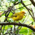 Atlantic Canary, a small Brazilian wild bird.