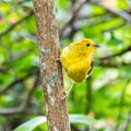 Atlantic Canary, a small Brazilian wild bird.