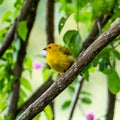 Atlantic Canary, a small Brazilian wild bird.