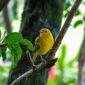 Atlantic Canary, a small Brazilian wild bird.