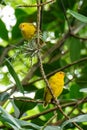 Atlantic Canary, a small Brazilian wild bird.