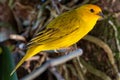 Atlantic Canary, a small Brazilian wild bird.