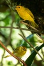 Atlantic Canary, a small Brazilian wild bird.