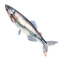 Atlantic Capelin fish, caplin, mallotus villosus, shishamo, whole isolated, hand drawn watercolor illustration on white Royalty Free Stock Photo