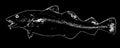 Atlantic cod fish predator on black background