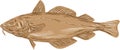Atlantic Cod Codling Fish Drawing Royalty Free Stock Photo
