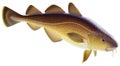 Atlantic cod Royalty Free Stock Photo
