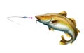 Atlantic Cod fish attack fish bait jigs and stakes spoon bait jumping out of water illustration isolate realistic.