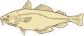 Atlantic Cod Fish Drawing Royalty Free Stock Photo