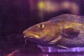 Atlantic cod fish Gadus morhua is endangered