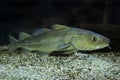 The Atlantic cod Gadus morhua.