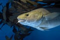 Atlantic Cod - Gadus morhua