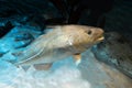 Atlantic Cod - Gadus morhua