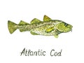 Atlantic Cod Gadus morhua, codling, hand painted watercolor illustration design element