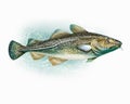 Atlantic cod, Gadus morhua Royalty Free Stock Photo