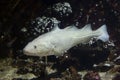 Atlantic cod Gadus morhua. Royalty Free Stock Photo