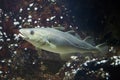 Atlantic cod Gadus morhua. Royalty Free Stock Photo