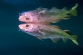 Atlantic Cod, Gadus morhua, portrait,close up