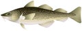 Atlantic cod Royalty Free Stock Photo