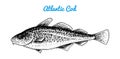 Atlantic cod. River and lake fish. Sea creatures. Freshwater aquarium. Seafood for the menu. Engraved hand drawn in old Royalty Free Stock Photo