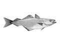 Atlantic Cod vector illustration