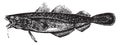 Atlantic cod, vintage engraving Royalty Free Stock Photo