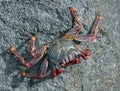 Atlantic crab on the rock, Madeira Island - Portugal