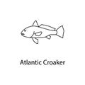 atlantic croaker icon. Element of marine life for mobile concept and web apps. Thin line atlantic croaker icon can be used for web