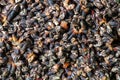 Atlantic delight, fresh Galician barnacles Royalty Free Stock Photo