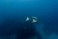 Atlantic devil ray Royalty Free Stock Photo