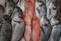 Atlantic fish are spread out in the market.