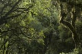 Atlantic Forest of Urubici, in Santa Catarina State, Brazil