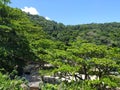 Atlantic forest vegetation over the slops of Ilhabela island, Sao Paulo state, Brazil.