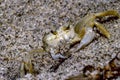 Atlantic Ghost Crab