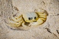 Atlantic ghost crab, Maria Farinha