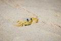 Atlantic ghost crab, Maria Farinha