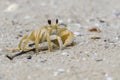 Atlantic ghost crab on the sand