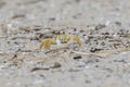 The beach landscape with Atlantic ghost crab
