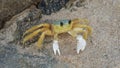 Atlantic ghost crab Ocypode quadrata in the sand Royalty Free Stock Photo