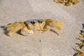 Atlantic ghost crab - Ocypode quadrata sand crab - sitting on beach sand on a bright sunny day in Cocoa Beach, Florida