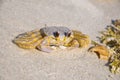 Atlantic ghost crab - Ocypode quadrata sand crab - sitting on beach sand on a bright sunny day Cocoa Beach, Florida