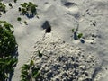 Atlantic Ghost Crab (Ocypode Quadrata) Burrow Entrance in Sand Dunes. Royalty Free Stock Photo